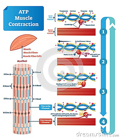 ATP muscle contraction cycle vector illustration labeled educational scheme Vector Illustration