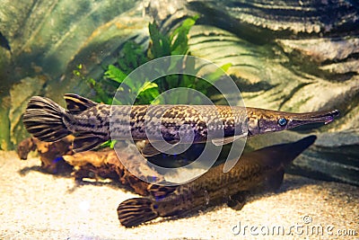 Atractosteus spatula - Alligator gars Stock Photo