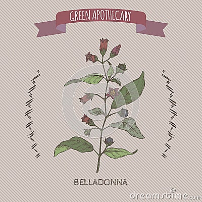 Atropa belladonna aka belladonna or deadly nightshade color sketch. Green apothecary series. Vector Illustration