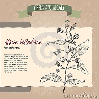 Atropa belladonna aka belladonna or deadly nightshade sketch. Green apothecary series. Vector Illustration