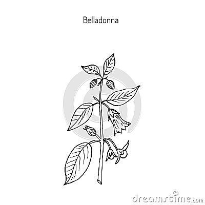 Atropa belladonna, or deadly nightshade Vector Illustration