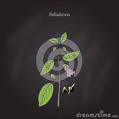 Atropa belladonna, or deadly nightshade Vector Illustration