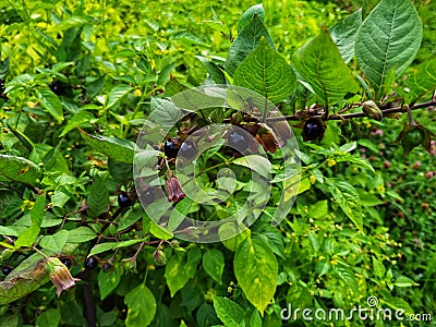Atropa belladonna. Fruits of belladonna, banewort or deadly nightshade. Stock Photo