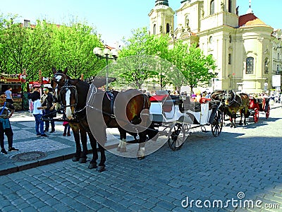 Attached horses at Prague`s Old Town Square Editorial Stock Photo