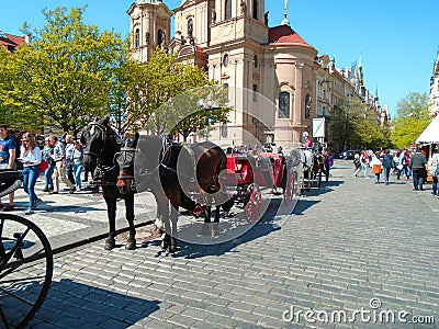 Attached horses at Prague`s Old Town Square Editorial Stock Photo