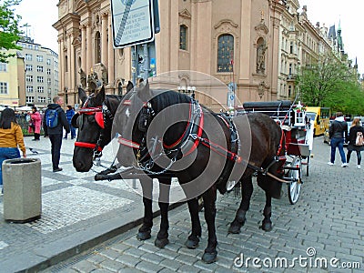 Attached horses at Prague`s Old Town Square Editorial Stock Photo