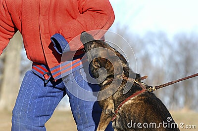 Attack Dog Hanging onto a Bite Suit Stock Photo