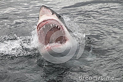 Attack great white shark Stock Photo