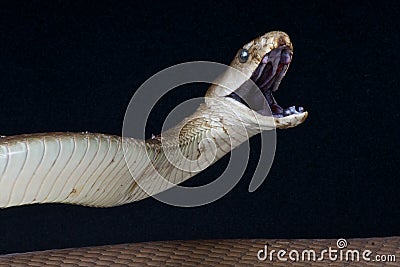 Attacking Black mamba Stock Photo