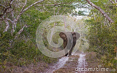 Attacking female adult Elephant Stock Photo