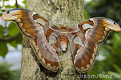 Attacus atlas Stock Photo