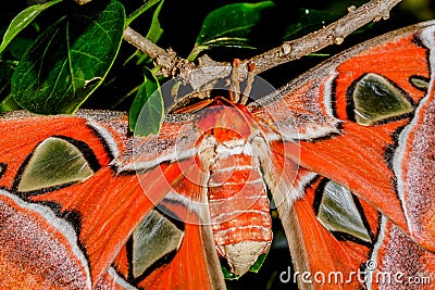 Attacus atlas Moth the giant butterfly Stock Photo