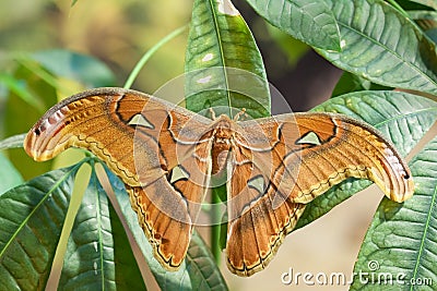 Attacus lorquini butterfly Stock Photo