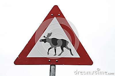 Attention moose Stock Photo
