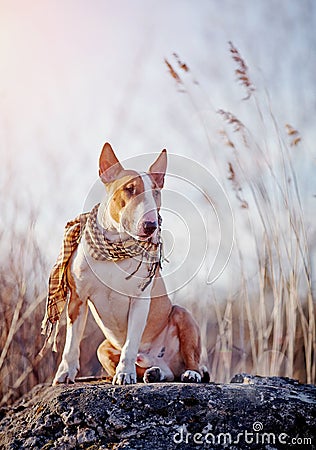 The attentive bull terrier in a checkered scarf Stock Photo