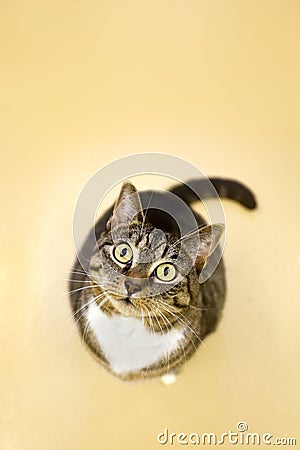 Attentive Cat Stock Photo