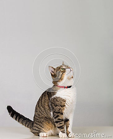 Attentive cat look up Stock Photo