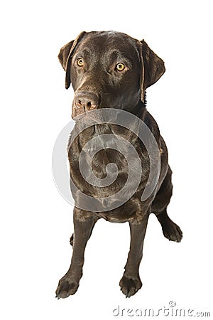 Attentive Choccy Lab Stock Photo