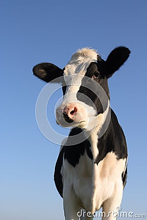 Attentive cow Stock Photo