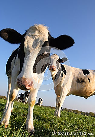 Attentive Cows Stock Photo