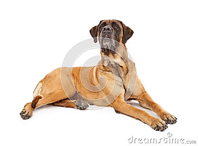 Attentive English Mastiff Dog Stock Photo