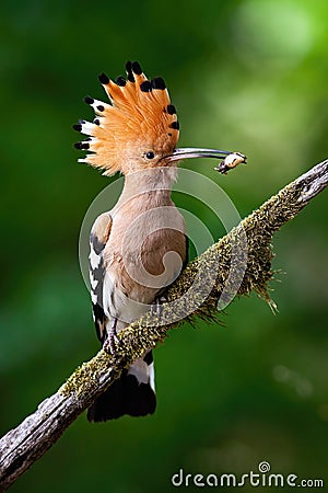 Eurasian hoopoe sitting on bough with moss. Stock Photo