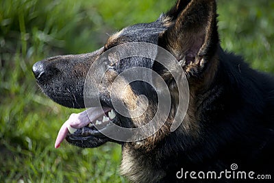 attentive german shepard dog portrait Stock Photo