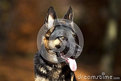 Attentive german shepard dog portrait with autumn colored background Stock Photo