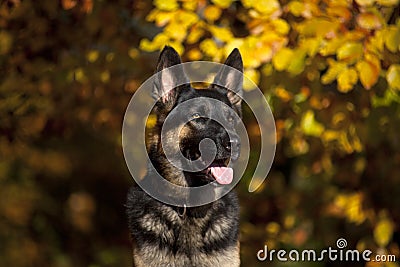 Attentive german shepard dog portrait with autumn colored background Stock Photo