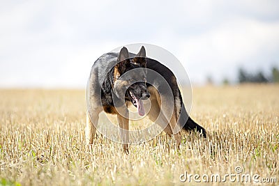Attentive German shepard dog Stock Photo