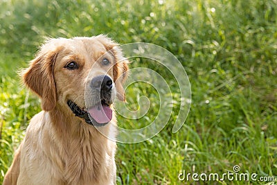 Attentive golden retriever dog Stock Photo