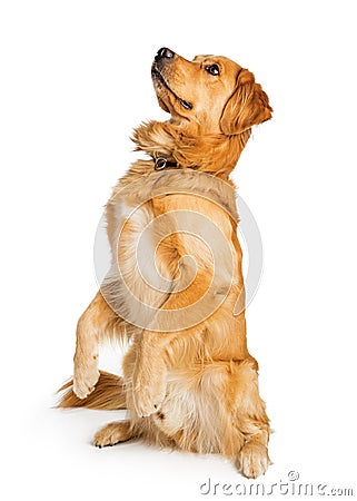 Attentive Golden Retriever Dog Sitting Up - Transparent Stock Photo