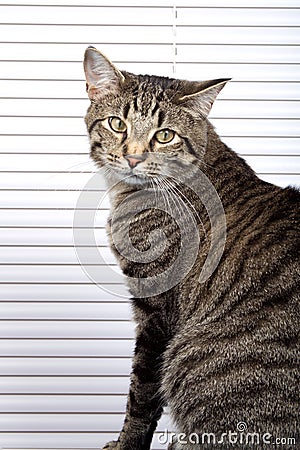 Attentive House Cat Stock Photo
