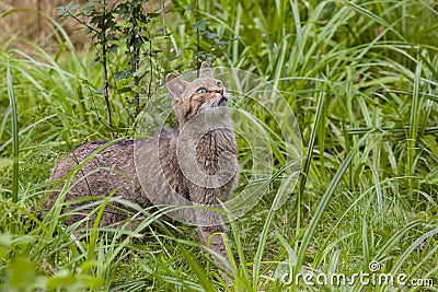 Attentive house cat / Felis catus outdoors Stock Photo