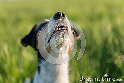 Jack Russell Terrier dog is looking up in front of a green meadow as background Stock Photo