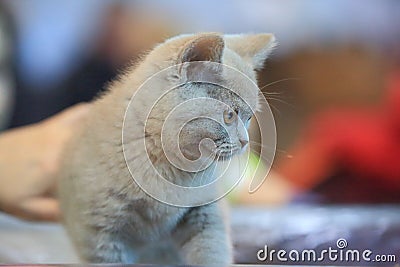 Attentive kitten Stock Photo
