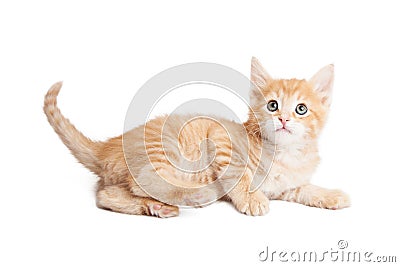 Attentive kitten laying on side over white Stock Photo