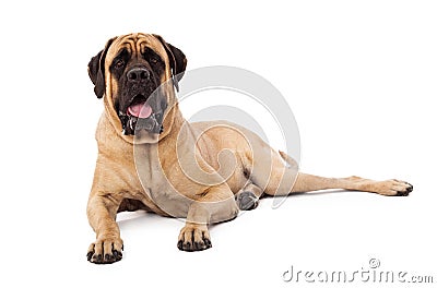 Attentive Mastiff Dog Laying Stock Photo