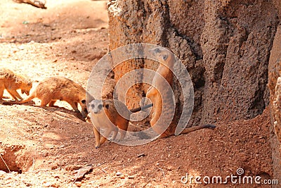 Meerkat Remains at Attention Stock Photo