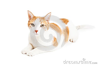 Attentive Orange Tabby Cat Laying Stock Photo