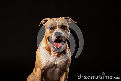 Attentive pit bull close up studio shot black background Stock Photo