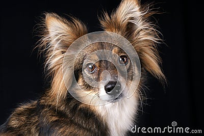 Attentive puppy Stock Photo