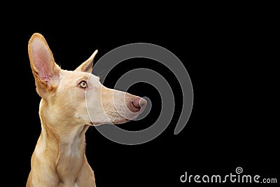 Attentive puppy hound dog looking side away. Isolated on black background. Obedience concept Stock Photo