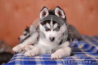 Attentive puppy husky black and white laying on checked plaid lo Stock Photo