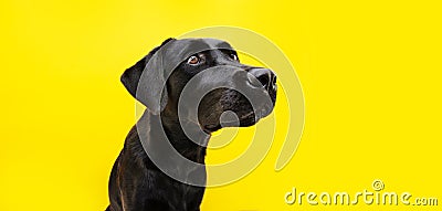 Attentive and serious black labrador looking sideways. Isolated on yellow background Stock Photo