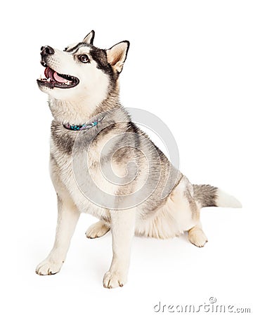 Attentive Siberian Husky Dog Sitting At An Angle Stock Photo