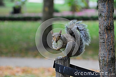 Attentive squirrel Stock Photo