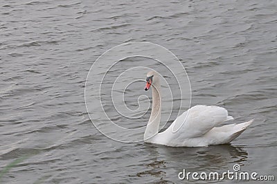 Attentive swan in calm water Stock Photo