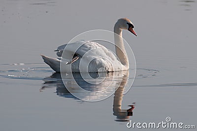 Attentive swan portrait reflected on the lake's surface Stock Photo