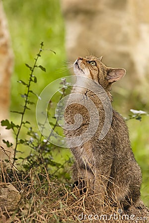 Attentive tabby cat / Felis catus outdoors Stock Photo